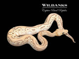 GHI Banana Mojave Clown Ball Python ♂ '25