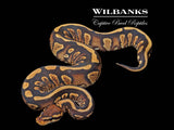 Stranger Yellow Belly Ball Python ♂ '25