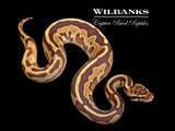 Leopard Blackhead Spotnose Fire Enchi Yellow Belly or Gravel Ball Python ♀ '25