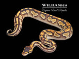 Blackhead Champagne Enchi Ball Python ♀ '25