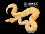 Lavender Albino Enchi Cypress Ball Python ♂ '25