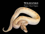 Highway Ball Python ♂ '25