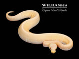 Cinnamon Pinstripe Candy Ball Python ♂ '25