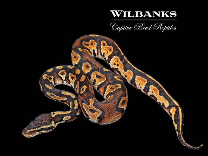 Pastel Blackhead Orange Dream Ball Python ♂ '25