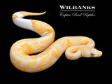 Dreamsicle Lavender Pied Ball Python ♀ '25