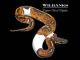 Blackhead Pied 100% Het. Lavender Albino Ball Python ♂ '25