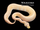 Cinnamon Pinstripe Candy Ball Python ♀ '25
