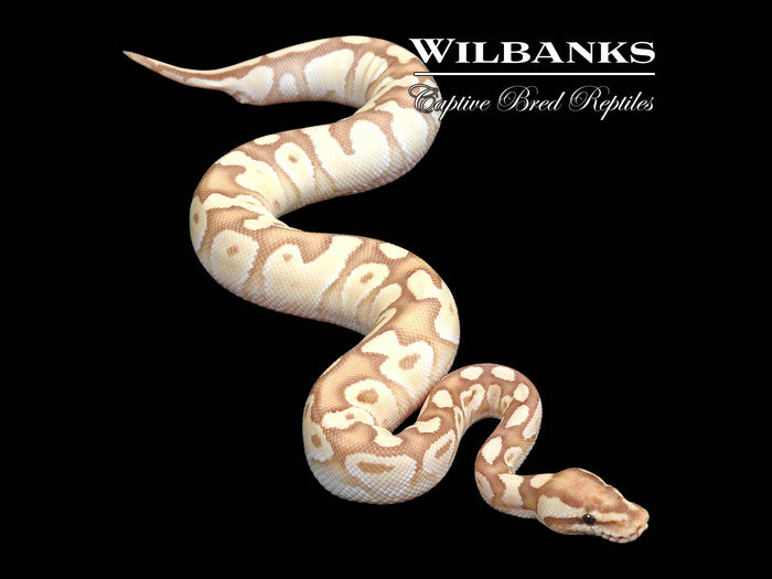 Banana Butter Ball Python ♂ '25