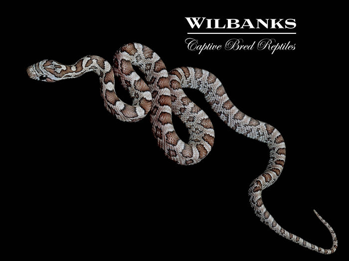 Charcoal Corn Snake ♀ '25