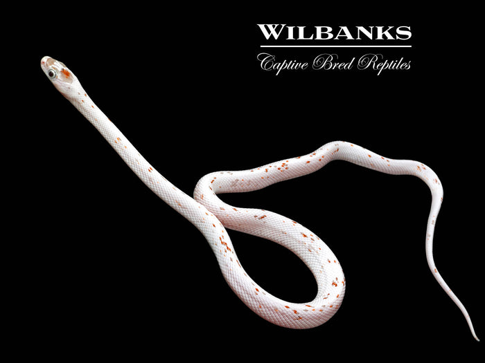 Palmetto Corn Snake ♂ '25