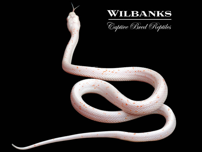 Amel Palmetto Corn Snake ♂ '25