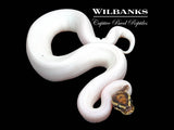 Fire Pied Ball Python ♂ '25