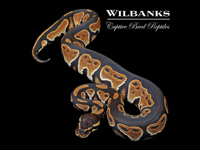 Blackhead 100% Het. Clown Ball Python ♀ '25