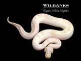 Pastel Ivory 100% Het. Desert Ghost Ball Python ♂ '25