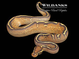 Freeway 100% Het Clown Ball Python ♂ '25