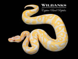 Lavender Leopard 100% Het. Clown Ball Python ♂ '25