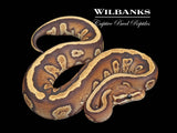 Stranger Fire Ball Python ♂ '25