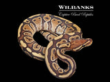 Fire 100% DH Sunset Clown Ball Python ♀ '25