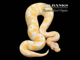 Lavender Albino Ball Python ♀ '25