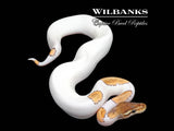 Orange Dream Mojave Pied Ball Python ♀ '25