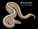 Mojave GHI Fire 100% Het. Clown Ball Python ♀ '25