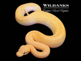 Pastel Enchi Freeway Orange Dream Pinstripe Ball Python ♀ '25