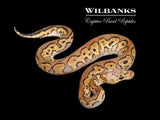 Blackhead Spotnose Pastel Clown Ball Python ♂ '25