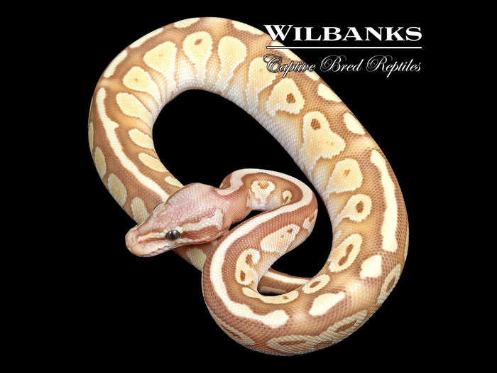 Banana Pastel Butter Ball Python ♂ '25
