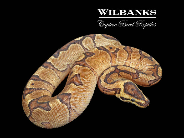 Enchi Red Stripe Yellow Belly Ball Python ♂ '25
