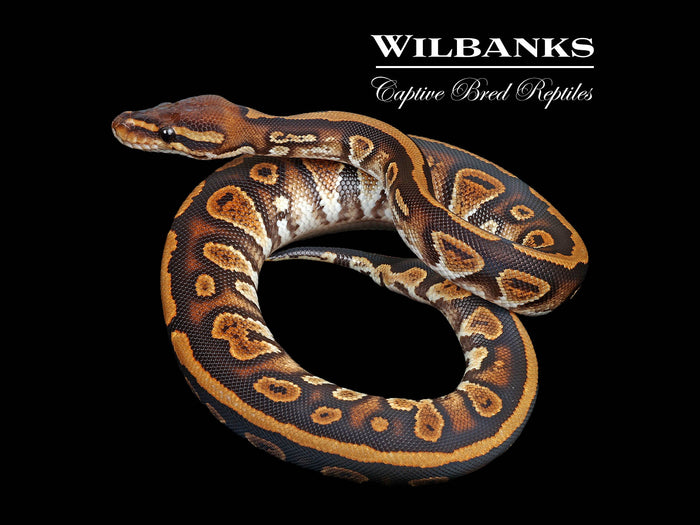 Stranger Ball Python ♂ '25