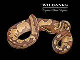 Blackhead Fire Enchi Yellow Belly Ball Python ♂ '25