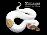 Mojave Pied Ball Python ♀ '25