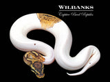 Pastel Pied 100% Het. Hypo Ball Python ♂ '25