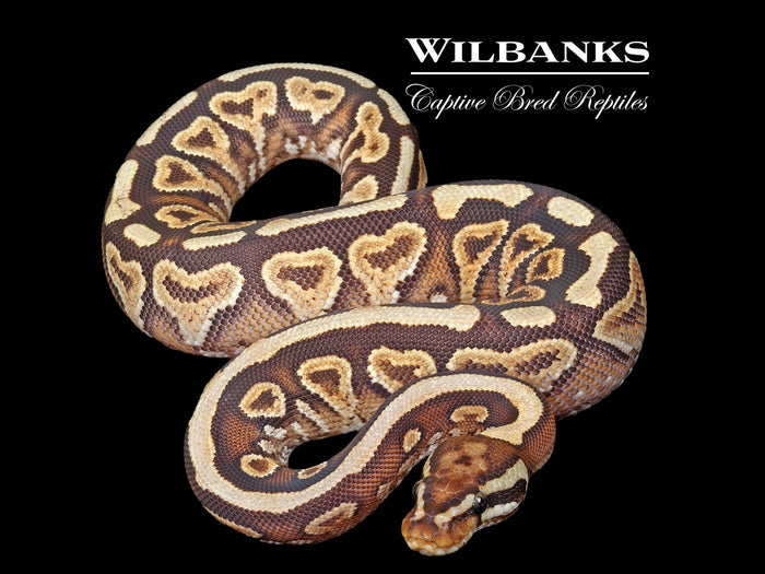 Mojave Spotnose Yellow Belly Ball Python ♂ '25