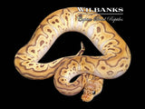 Pastave Clown Ball Python ♀ '25