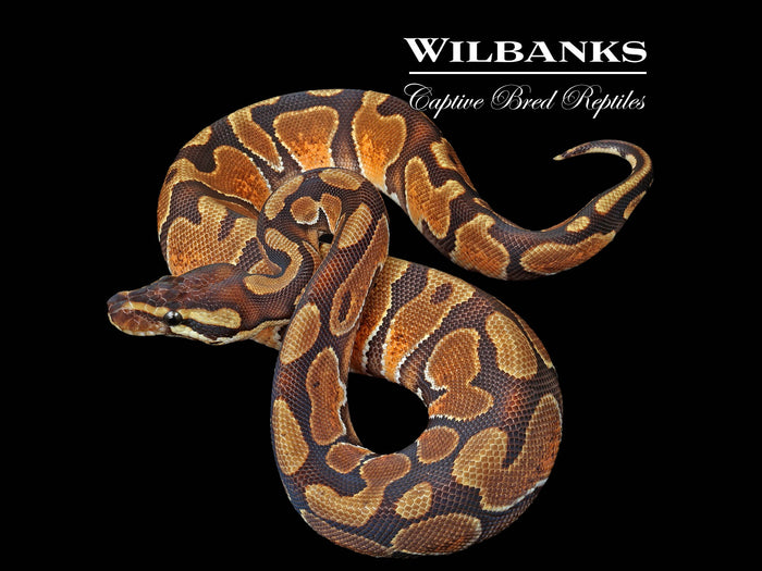 Enchi Huffman Ball Python ♀ '25