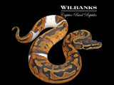 Pied Ball Python ♀ '25