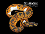 Pied Ball Python ♀ '25