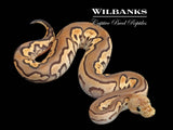 Fire Cinnamon Yellow Belly Clown Ball Python ♀ '25