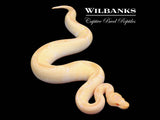 Albino Enchi Clown Ball Python ♂ '25