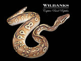 Blackhead Pastel Mojave Ball Python ♂ '25