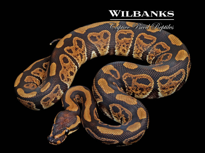 Sable 100% Het. Lavender Albino Ball Python ♂ '25