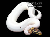 Pastel Pied 100% Het. Hypo Ball Python ♀ '25