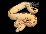 FireFly Leopard Enchi Clown Ball Python ♀ '25