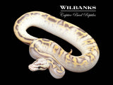 Pastel Leopard Highway Ball Python ♂ '25