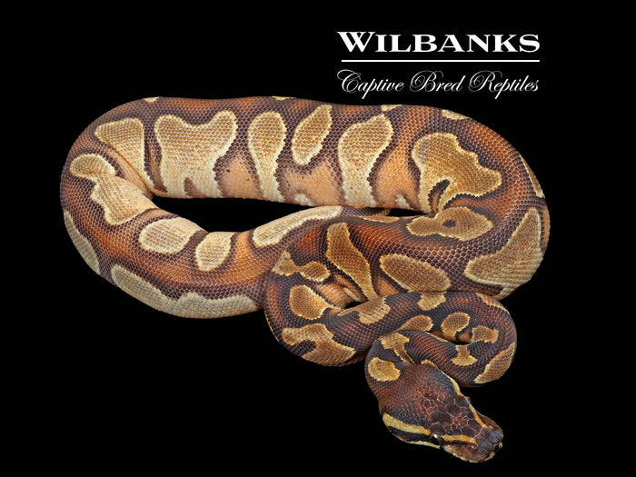 Blackhead Yellow Belly Enchi Ball Python ♀ '25