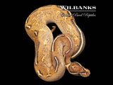 Fire Freeway Ball Python ♀ '25