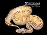 Pastel Highway Ball Python ♂ '25