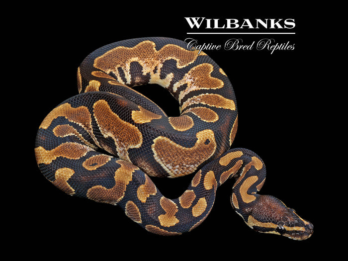 Sugar 100% Het. Albino Ball Python ♂ '25