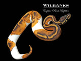 Pied 100% Het. Lavender Albino Ball Python ♀ '25